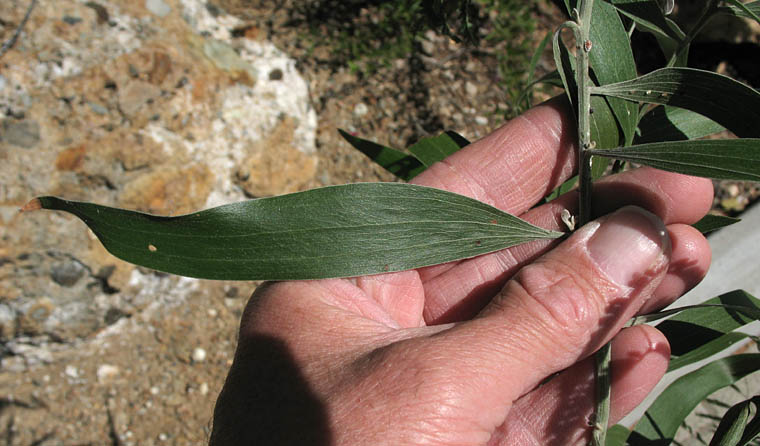 Detailed Picture 5 of Acacia melanoxylon