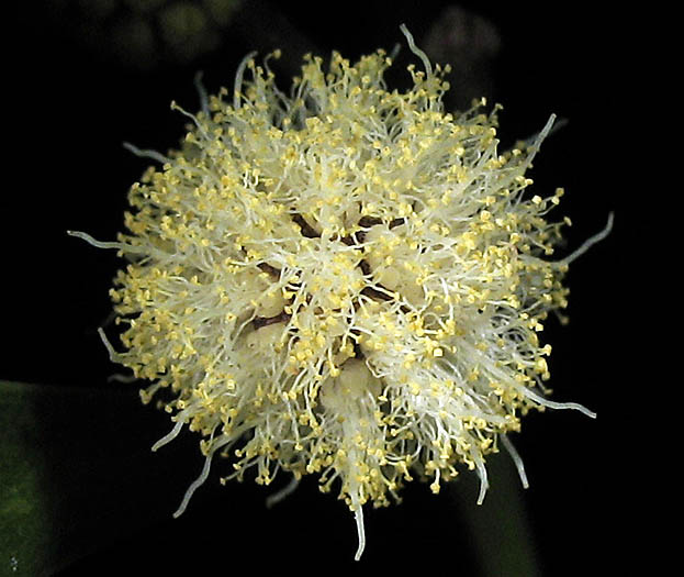 Detailed Picture 1 of Acacia melanoxylon