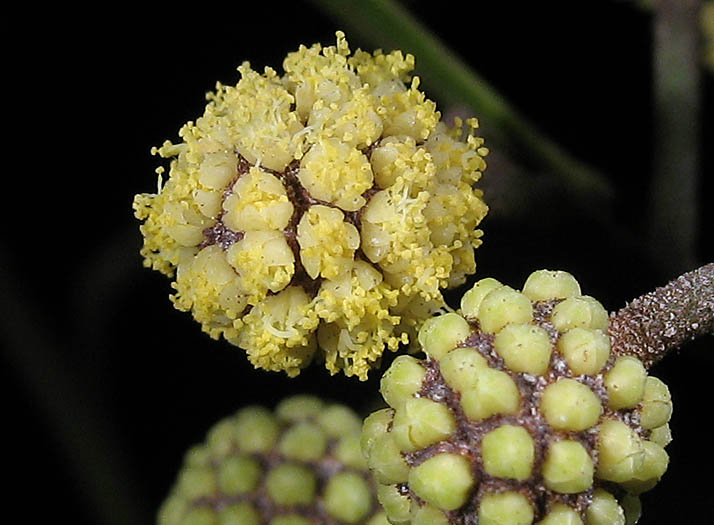 Detailed Picture 2 of Acacia melanoxylon