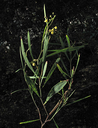 Detailed Picture 3 of Acacia retinodes