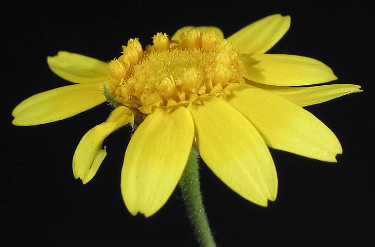 Detailed Picture 2 of Lasthenia coronaria