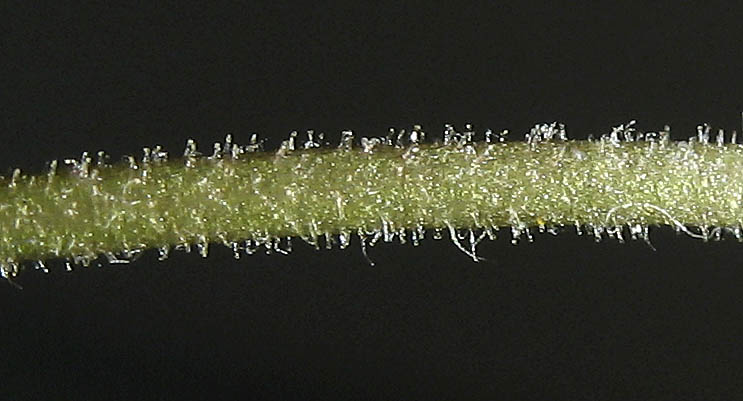 Detailed Picture 8 of Lasthenia coronaria