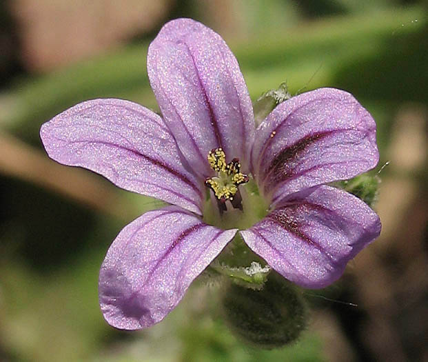 Detailed Picture 1 of Erodium brachycarpum