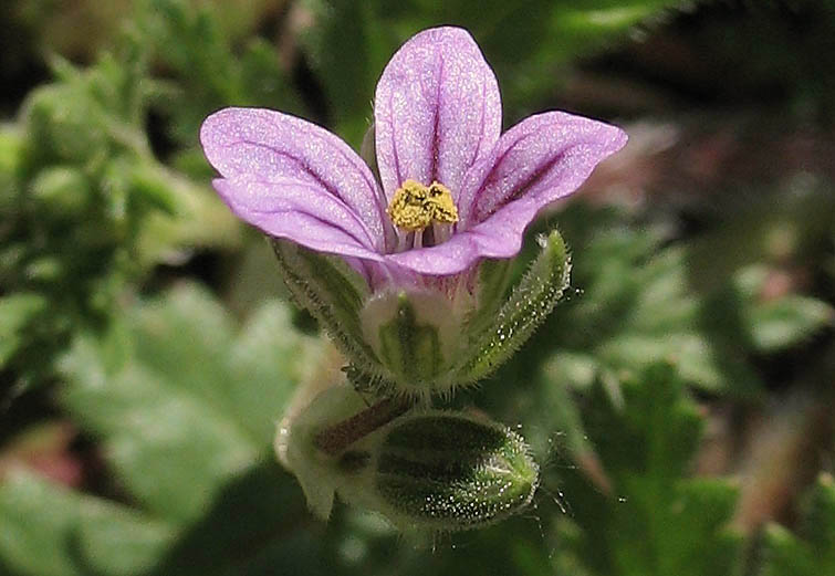 Detailed Picture 2 of Erodium brachycarpum