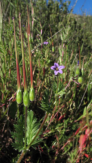 Detailed Picture 4 of Erodium brachycarpum