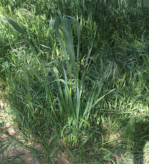 Detailed Picture 5 of Triticum aestivum