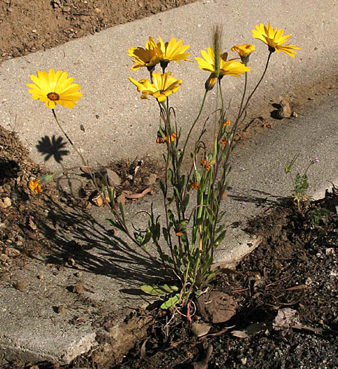 Detailed Picture 5 of Dimorphotheca sinuata