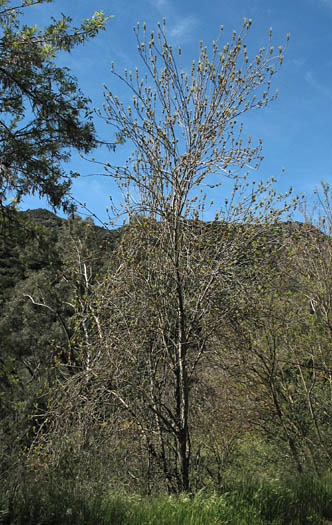 Detailed Picture 9 of Fraxinus velutina