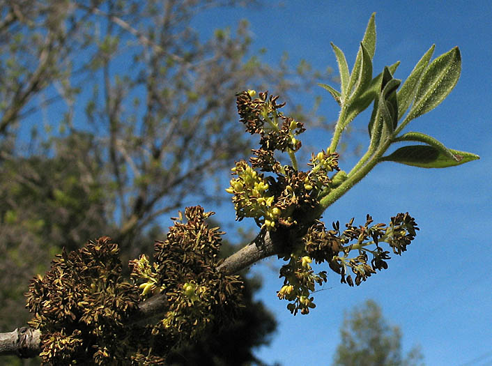 Detailed Picture 2 of Fraxinus velutina