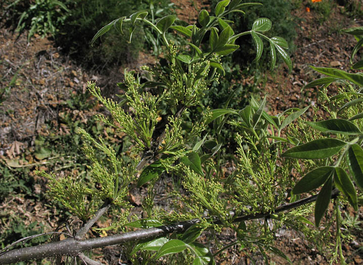 Detailed Picture 4 of Fraxinus velutina