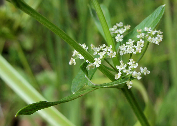 Detailed Picture 3 of Apium graveolens