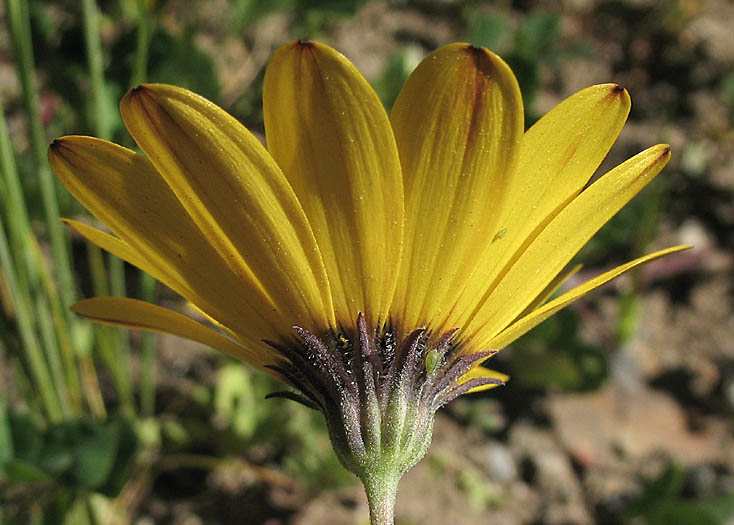 Detailed Picture 4 of Dimorphotheca sinuata