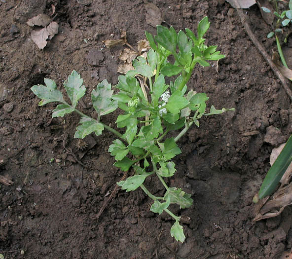 Detailed Picture 4 of Apium graveolens