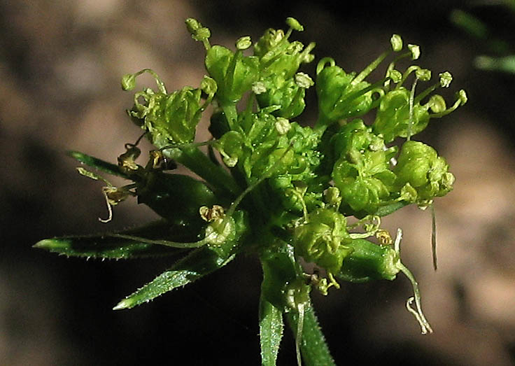 Detailed Picture 2 of Tauschia hartwegii