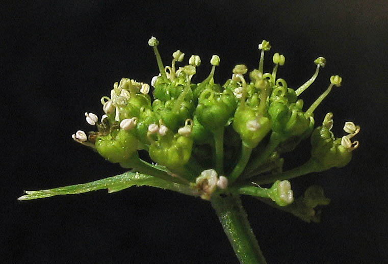 Detailed Picture 3 of Tauschia hartwegii