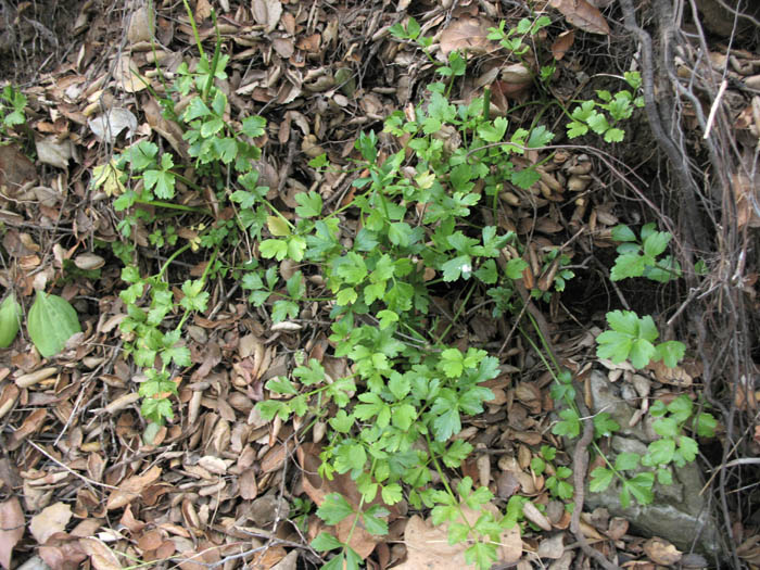 Detailed Picture 5 of Apium graveolens