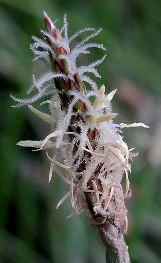 Detailed Picture 1 of Eleocharis macrostachya