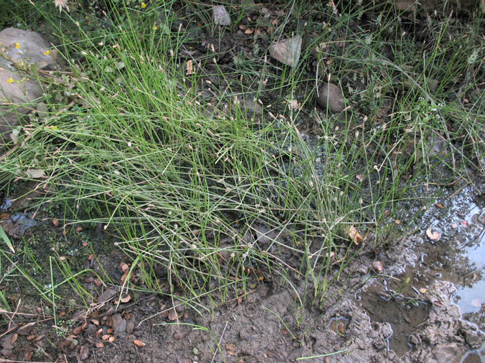 Detailed Picture 2 of Eleocharis macrostachya