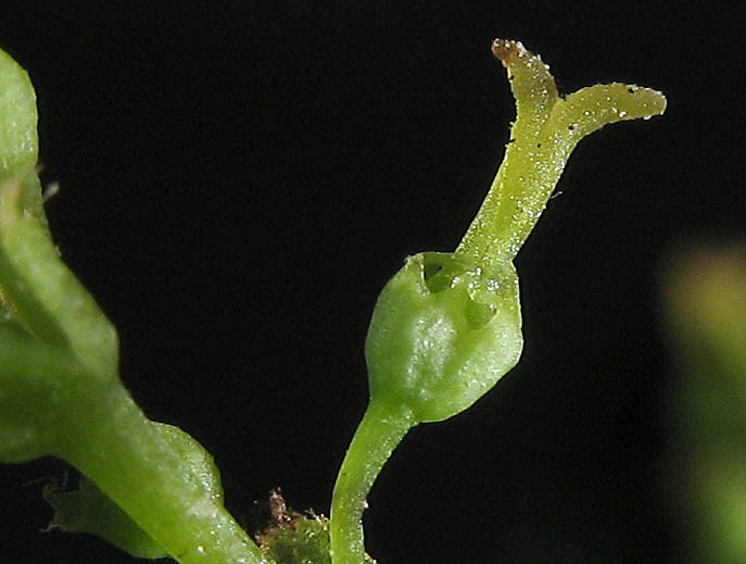 Detailed Picture 3 of Fraxinus velutina