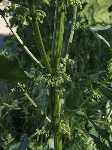 Detailed Picture 3 of Rumex obtusifolius