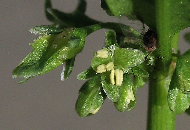 Detailed Picture 1 of Rumex obtusifolius