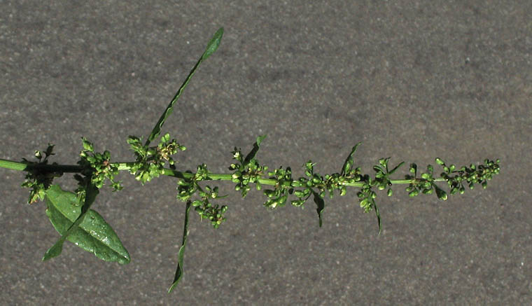 Detailed Picture 4 of Rumex obtusifolius