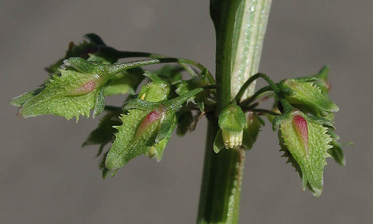 Detailed Picture 2 of Rumex obtusifolius