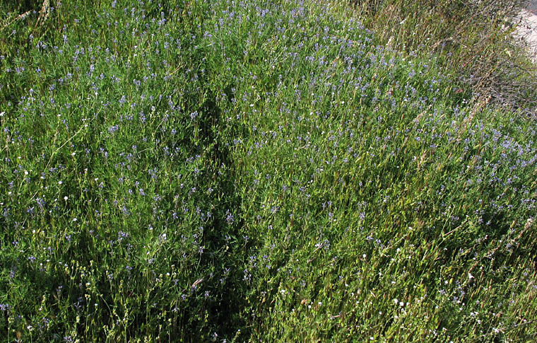 Detailed Picture 8 of Lupinus bicolor