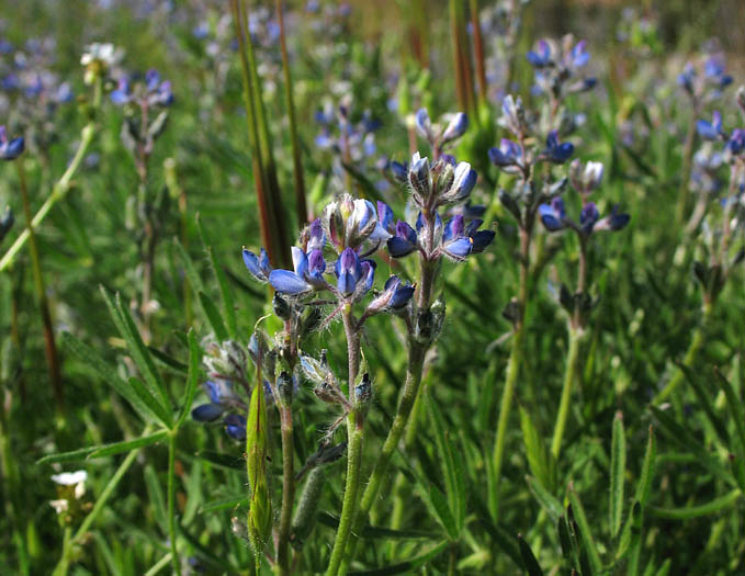 Detailed Picture 7 of Lupinus bicolor