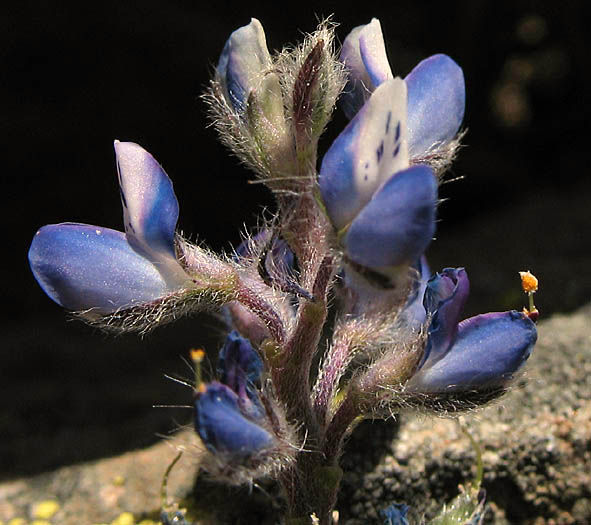 Detailed Picture 3 of Lupinus bicolor