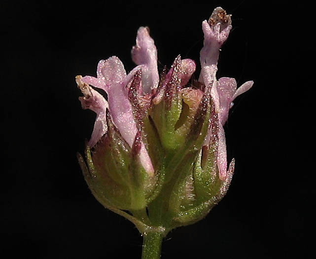 Detailed Picture 2 of Plectritis ciliosa