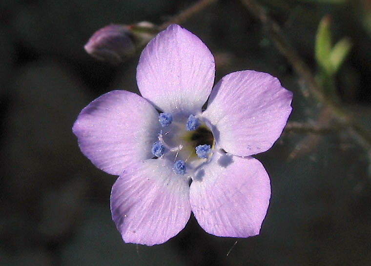 Detailed Picture 1 of Navarretia leptalea