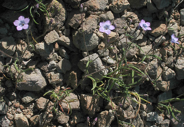 Detailed Picture 15 of Navarretia leptalea