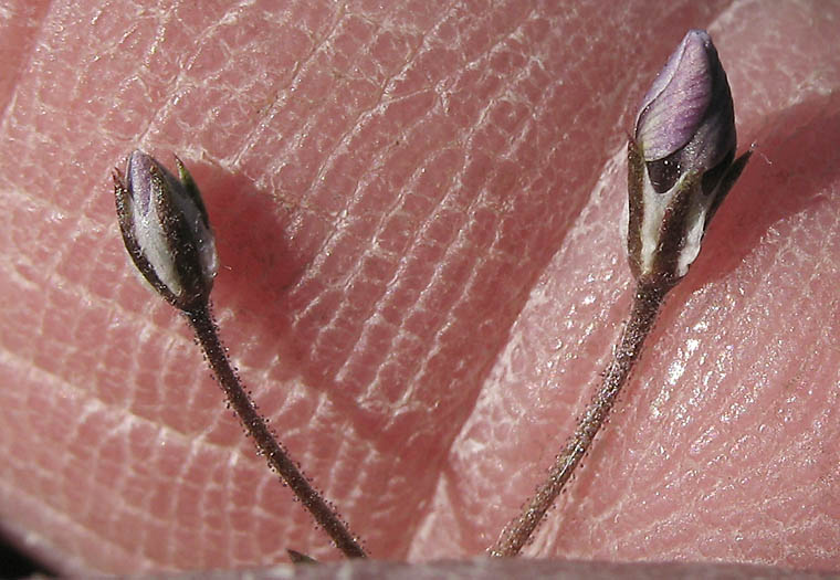 Detailed Picture 11 of Navarretia leptalea