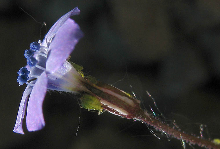 Detailed Picture 5 of Navarretia leptalea