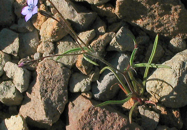 Detailed Picture 16 of Navarretia leptalea