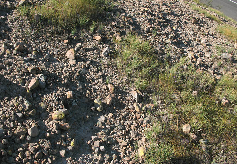 Detailed Picture 21 of Navarretia leptalea