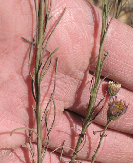 Detailed Picture 6 of Erigeron foliosus var. foliosus