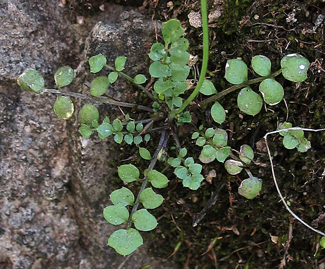 Detailed Picture 4 of Cardamine oligosperma