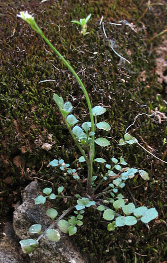 Detailed Picture 5 of Cardamine oligosperma