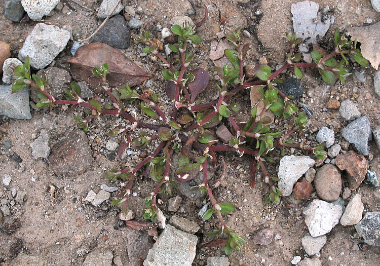 Detailed Picture 5 of Polycarpon tetraphyllum ssp. tetraphyllum