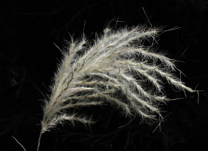 Detailed Picture 6 of Bothriochloa barbinodis