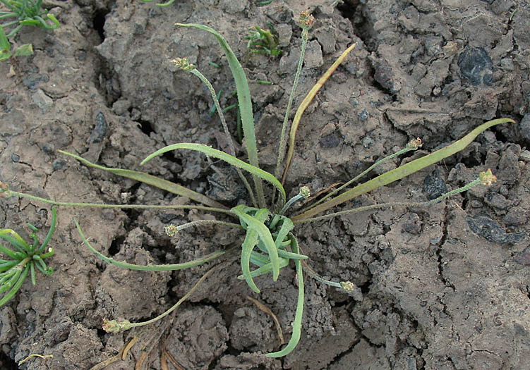 Detailed Picture 5 of Plantago elongata