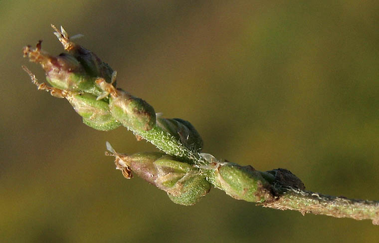 Detailed Picture 4 of Plantago elongata