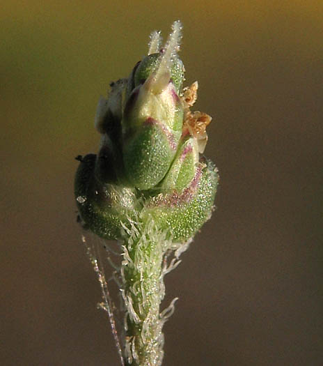 Detailed Picture 1 of Plantago elongata