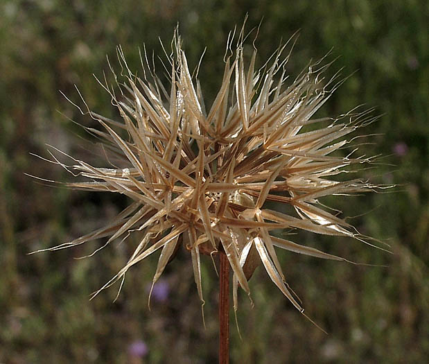 Detailed Picture 7 of Stebbinsoseris heterocarpa