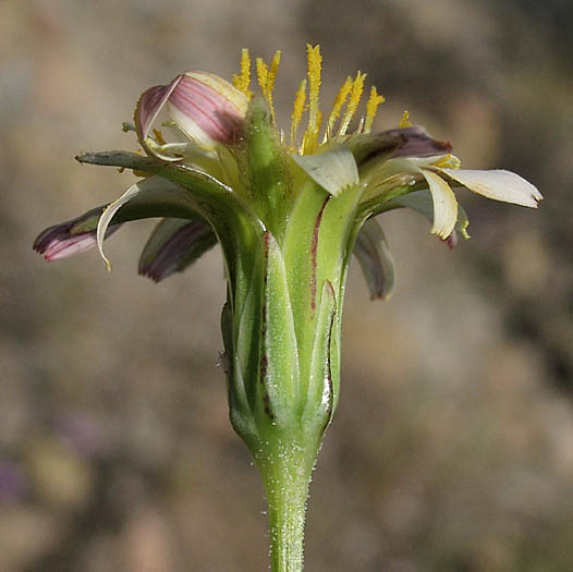 Detailed Picture 3 of Stebbinsoseris heterocarpa