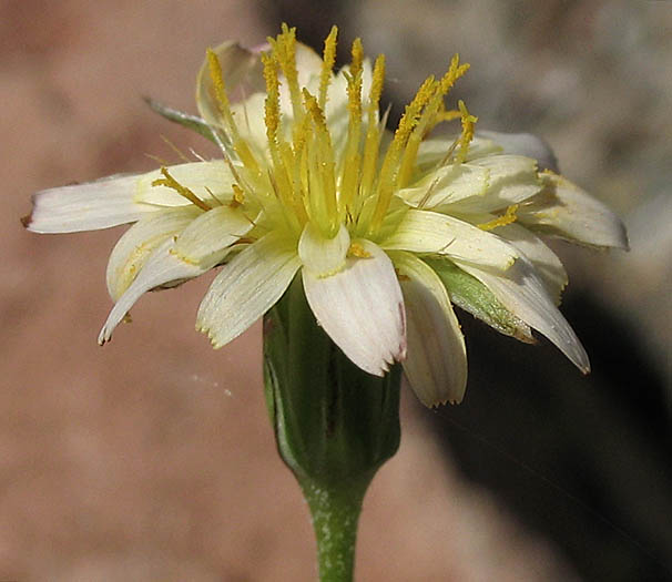 Detailed Picture 2 of Stebbinsoseris heterocarpa