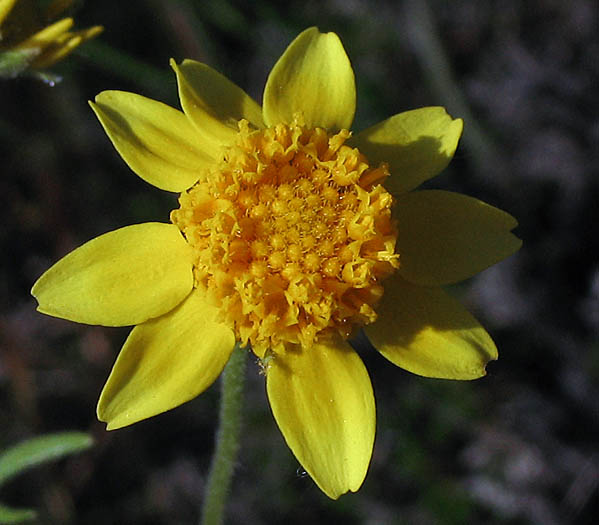 Detailed Picture 1 of Lasthenia coronaria