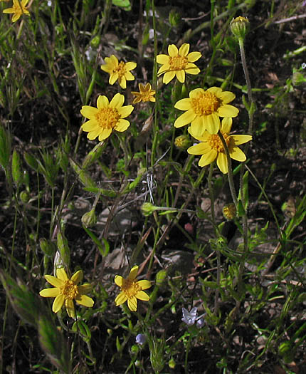 Detailed Picture 4 of Lasthenia coronaria